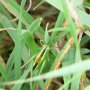 short winged conehead